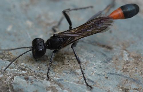 Ammophila sabulosa